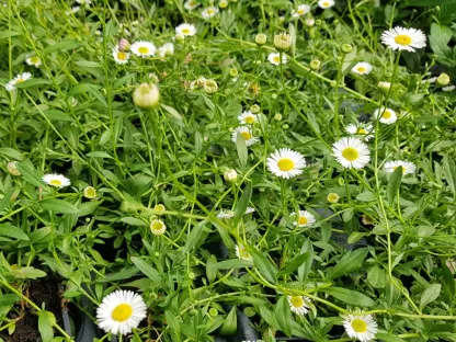 ויטדיניה אוסטרלית