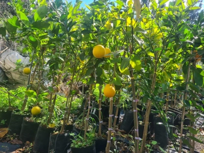 הדר תפוז ולנסיה