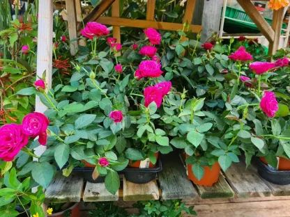 ורד ננסי צבעוני – פריחה שופעת לבית ולמרפסת