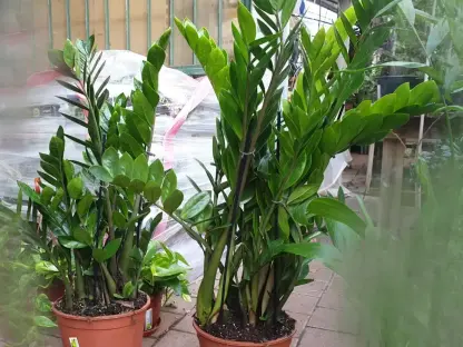 זמיוקולקאס 'עלה הזמיה' בעציץ בקוטר 18 ס"מ