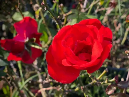 ורד פוליאנטה 'ח-2'