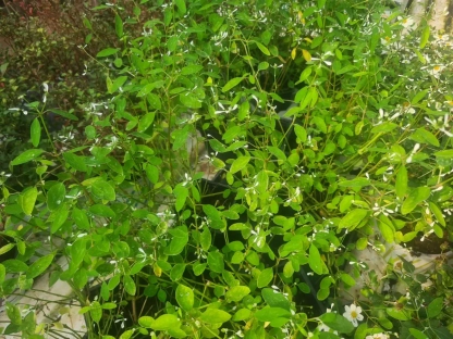 חלבלוב היערות