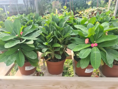 חלבלוב קוצני מילי