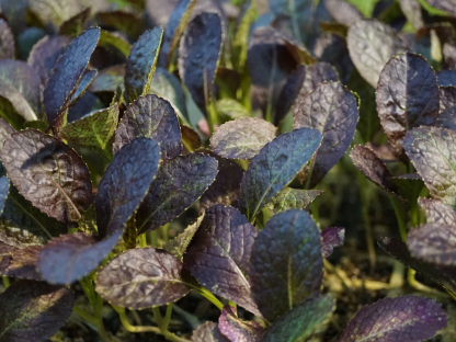 שתילי חרדל אדום סטרטר