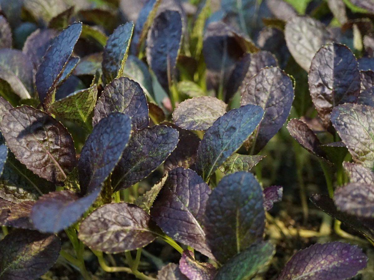שתילי חרדל אדום סטרטר