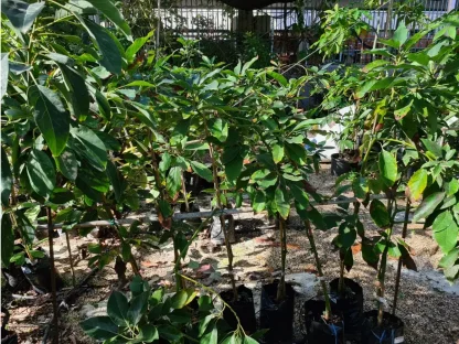 אבוקדו אמריקני 'חרות'