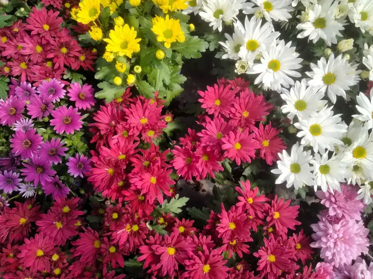 חרצית הגננים פריחה בלבן, צהוב, אדום, ורוד, סגול