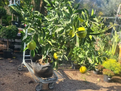 עץ תפוז שימוטי