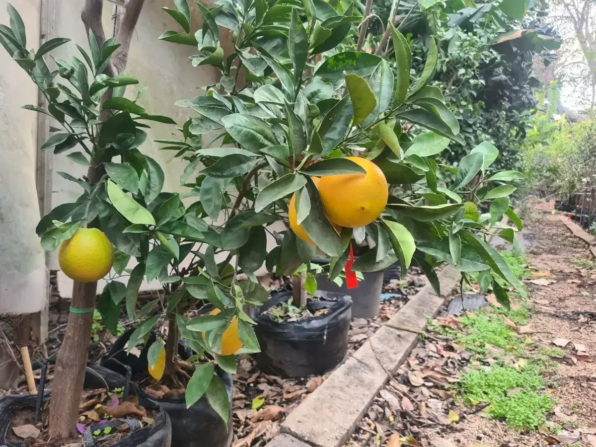 הדר התפוז ניו־הול – פרי מוקדם ללא חרצנים