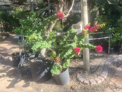 בוגנוליאה טורץ` גלו `קומפקטית`