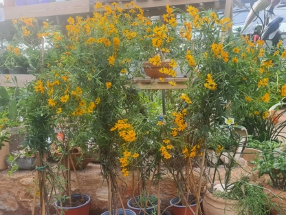 פריחה  בצהוב כתום ועלווה של טגטס לימוני