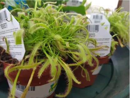 טללית קפנסיס