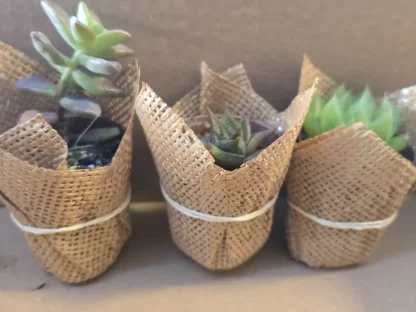 סוקולנט קטן מתנה לאורחים לעובדים