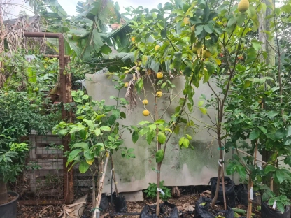 לימון יוריקה 50ליטר