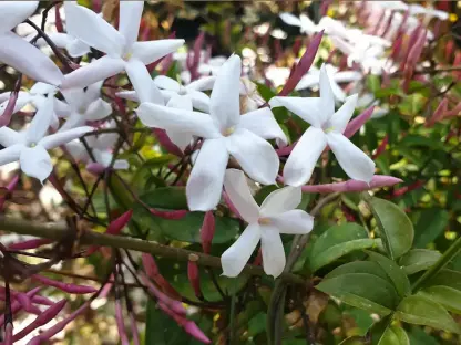 יסמין פירחוני על במבוק