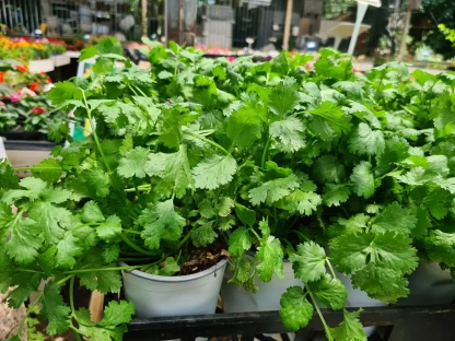 כוסברה (גד השדה)