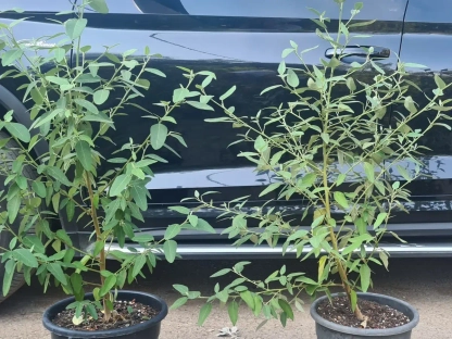 לגונריה פטרסון צעירים