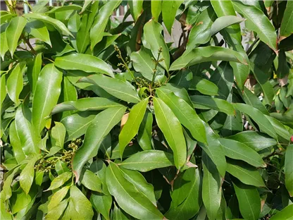 עץ ליצי סיני עלווה