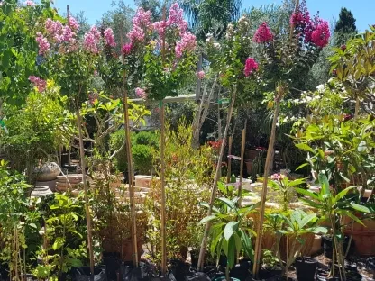 לגרסטרמיה הודית קוטר 35 גובה מעל 2.5 מטר בלבן