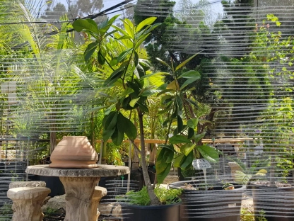 מגנוליה גדולת-פרחים 50 ליטר