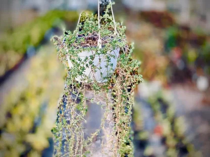 Sansevieria Trifasciata
