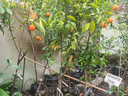 עץ מנדרין מיכל