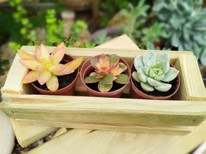 לטו באב - אדנית עץ מתוצרת עצמית ובה מיקס של 3 סוקולנטים כל אחד בעציצון בקוטר 5 ס"מ