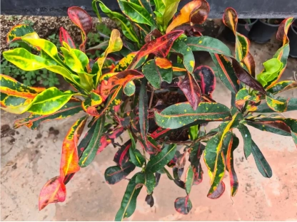 קודן מגוון-מצויר 'מסולסל '