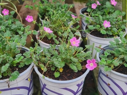 מקור החסידה