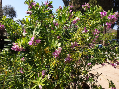 מרבה-חלב הדסי