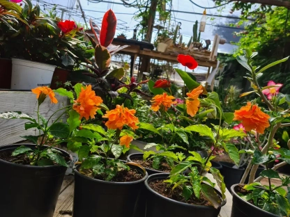 קרוסנדרה משפכית כתומה