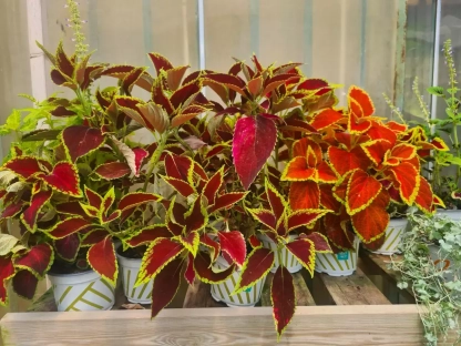 נדנונית מצויה, קולאוס