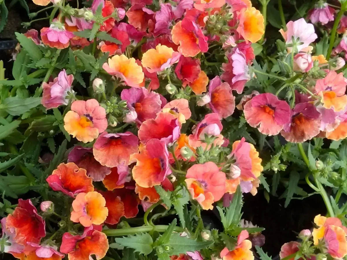 נמסיה 'רב עונתית', נמזיה