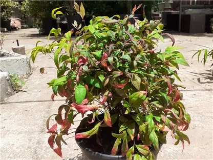 ננדינה תרבותית פיירבול