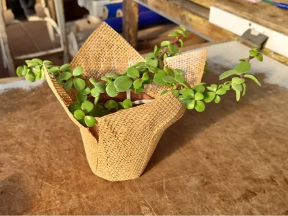 סוקולנט גדול עטוף יוטה