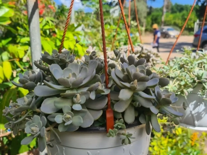 סוקולנט שופע ועמיד בקערת תליה לצל חלקי או לשמש