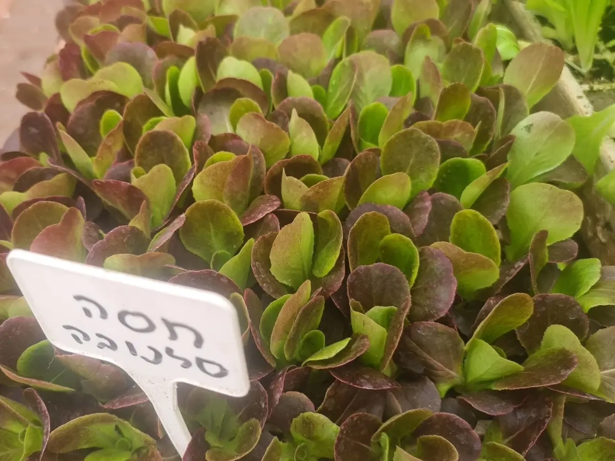 שתילי חסה סלנובה אדומה