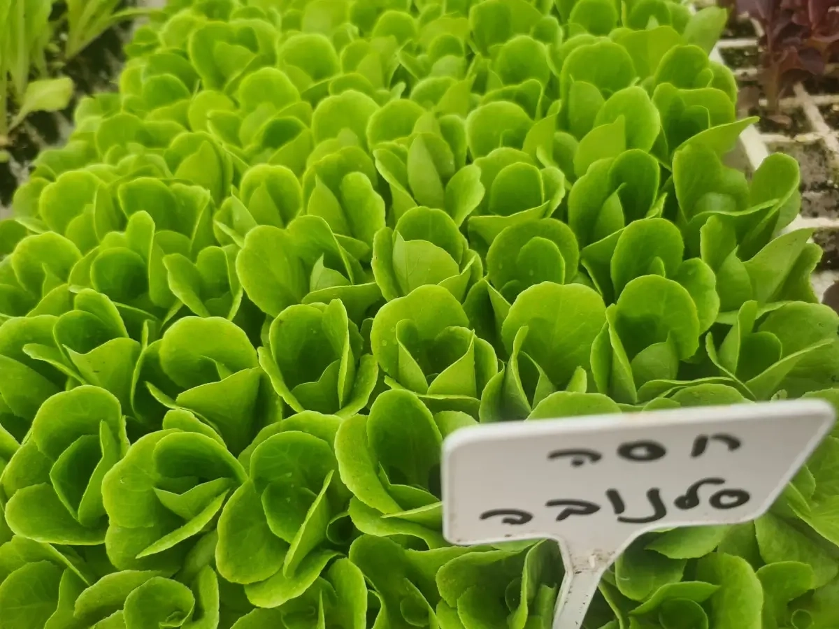 שתילי חסה סלנובה ירוקה