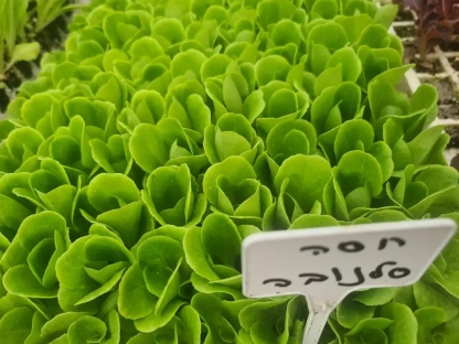 שתילי חסה סלנובה ירוקה