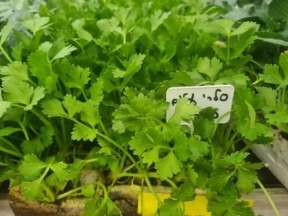 סלרי כרפס, סטרטר סלרי