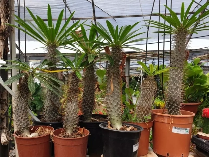 עב-גזע הרדופי 3