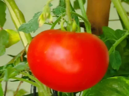 עגבניה גדולה