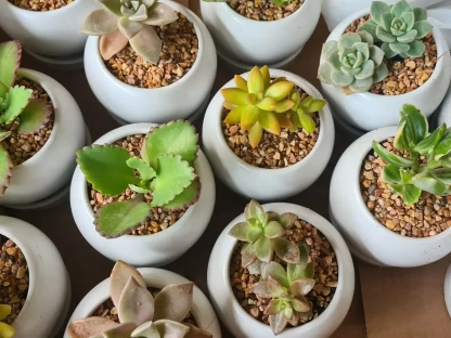 סוקולנט שתול בכדור קרמיקה לבן עם תחתית