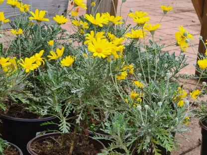 עינן מסרקני