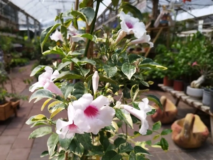 פנדוריה יסמינית כריסמה עלווה מגוונת ופריחה ורודה מטפס מודלה על במבוק