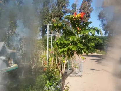 פריחה של מתחלית פעמונית