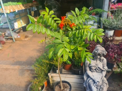 פריחה של מתחלית פעמונית