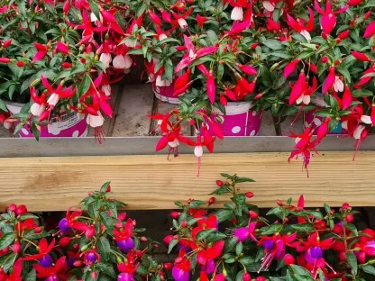 פוקסיה הכלאיים ע 12