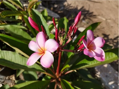 פלומריה ריחנית פוריה בפריחה ורודה