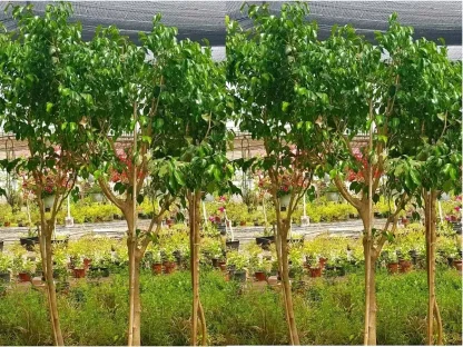 פיקוס בנימינה